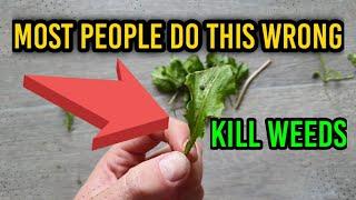 Kill Weeds in a Newly Seeded Lawn - 4 Week Lawn Challenge