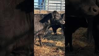 Let’s check on the first set of twin cows! #babyanimals #farm #babycows