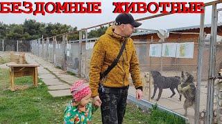 ‼️Я ЖДАЛА ЭТОГО 12 лет!  Приют для БЕЗДОМНЫХ СОБАК и КОШЕК в Крыму