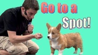 How To Teach Your Dog to Go to a Spot (Go to your mark)