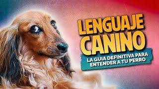 LENGUAJE CANINO: la guía definitiva para entender a tu perro #lenguajecanino #comunicacioncanina