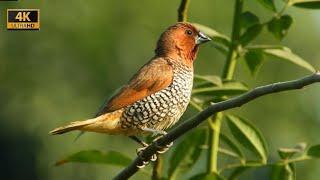 Documentary on Scaly-Breasted Munia |Habitat | Nesting | Hatching | Pest Control by Feeding