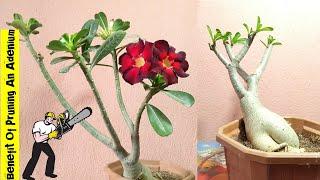 Effect Of Pruning An Adenium Plant || Can I Prune My Desert Rose || Adenium Pruning