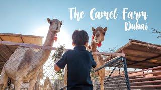 The camel farm - Dubai