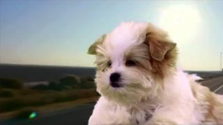 Nick Jr. HD US - Continuity August 2015 [King Of TV Sat]