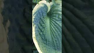 Хоста 'Abiqua Moonbeam' #short #shorts #hosta #hosta #хостаабиквамунбим #хостаабиквалунныйлуч