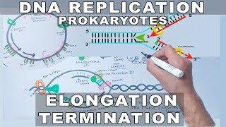 DNA Replication in Prokaryotes | Elongation and Termination