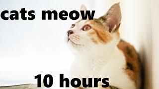 Gentle Sounds of Cats Meowing (10 hours)