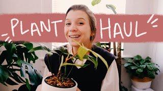 adding more plants to my collection  | collective houseplant haul