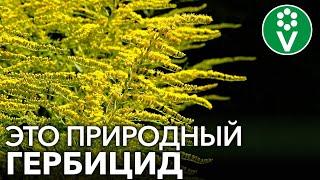 ЭТОТ ЦВЕТОК ИЗБАВИТ УЧАСТОК ОТ СОРНЯКОВ И ПОВЫСИТ ПЛОДОРОДИЕ ПОЧВЫ!