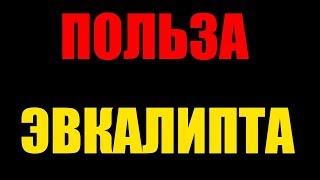 Польза и вред эвкалипта