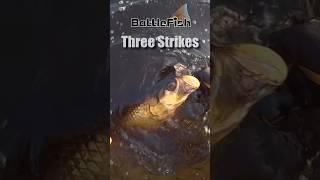 Three Strikes, Tarpon