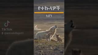 የተኩላዎች አደን
