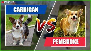 The Cardigan Welsh Corgi vs Pembroke: Compare the breeds and find out which is better!