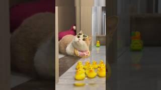 Whisker Wonders The Adorable Adventures of Cats #PurrfectlyCute