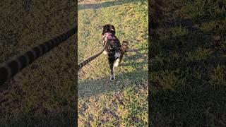 Miniature Schnauzer Happy Tail Wagging