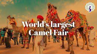 Pushkar Mela - World’s largest Camel Fair in Rajasthan