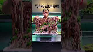 #aquarium #aquascapelowtech #aquascape #aquascapegallery #fishtank #aquascaping
