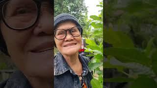 lalap daun mede pakai sambal terasi #emakkulucu