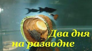 Два дня из жизни разводни аквариумных рыбок Домашняя разводня рыб