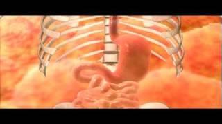 Stomach Digestion