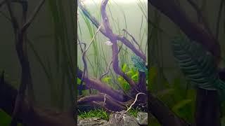 #Aquascaping a 5 footer #Aquarium #plantedtank #shorts #short #shortvideos