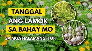 EFFECTIVE NA MGA HALAMAN NA PANGTABOY NG MGA LAMOK!