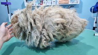 This Pile Of Hair Was Actually A Dog