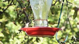 hummingbird singing relax