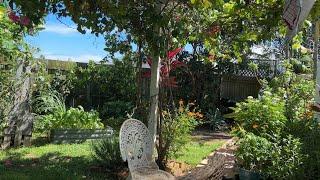 Bargara Garden Odd Jobs and Update