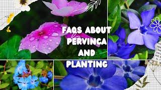 FAQs About Pervinca and Planting