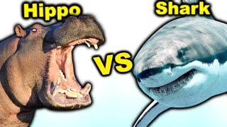 HIPPO vs GREAT WHITE SHARK - Who Wins a Fight