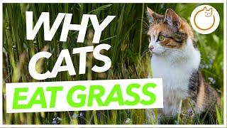 Why Does my Cat Eat Grass - Can It make Them SICK?!