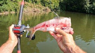 4 Hours of RAW and UNCUT Kayak Catfishing for Flatheads and Blues on Fort Loudon Reservoir