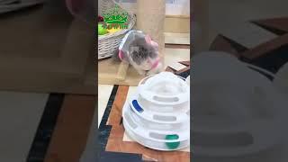 Cute Cat #short #cutcat #cats #cutecats #video #arh