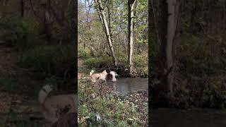 We love to get dirty - Malamute and Husky. Alaskan Malamute. #Shorts #alaskanmalamute