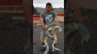 Subscribe For More️ #fyp #foryou #tcezy #animals #massive #viral