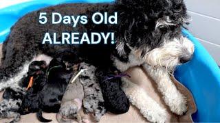 These Babies Are So Cute, I Just Have To Show Them Off | 5 Days Old | DebraXHank