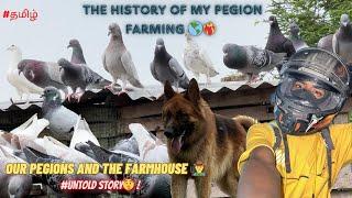 OUR PEGION AND THE FARM HOUSE  | UNTOLD STORY #tamil #homer #pigeon #pigeonhobby #mad