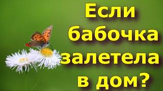 Если бабочка залетела в дом, и другие приметы про бабочек.