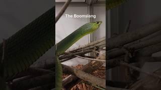 The Boomslang is slightly terrifying. #reptiles #venomoussnakes #pets #boomslang