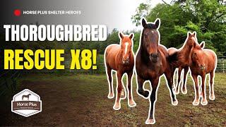 New Thoroughbreds on the Block! I Horse Shelter Heroes - S6 E15