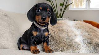 The calmest dachshund puppy of all.