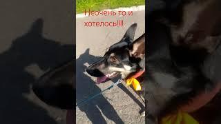 Хулиганка #рекомендации #собака #собакитоп #лето #лучшаясобака #собакен