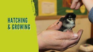 Chicks and Learning Hatch in the Classroom