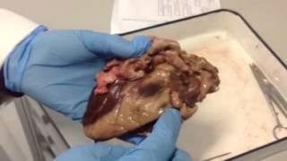 Dissection of a Lamb's heart