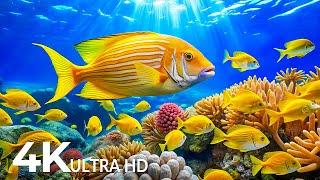 Amazing 4K Ocean Adventure  Dive Deep and Marvel at Sea Animal in The Best 4K ULTRA HD Aquarium #10