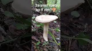 Нашел редкий гриб за который до 9 лет!? Грибник в шоке и ошарашен! Сказочная Карелия #shorts