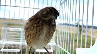 #linnet #faneto #linotte #pardillo #hanflug #fanello #tak tak #kërpëngrënësi #bird #song #Albania