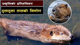 प्रकृतिको चक्र कहीँ बरदान कहीँ अभिषाप || Nature's Balance: A Blessing or a Curse? || Bishwo Ghatana